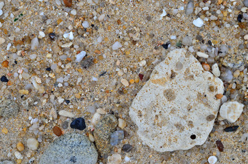 Sand beach with sea shell and dry coral texture background.