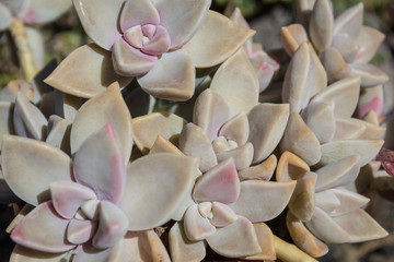 Fototapeta na wymiar Succulent plant macro, succulent flower closeup