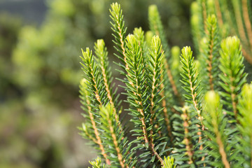 coniferous tree closeup / conifer tree macro , forest landscape