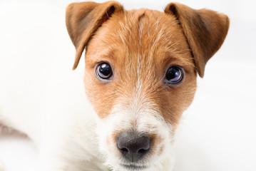 Little puppy of Jack Russell Terrier dog