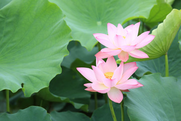 pink lotus blooming in pond