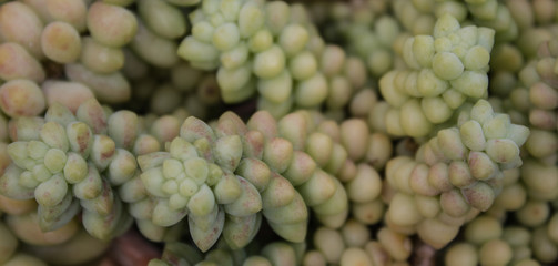 succulent flower macro - succulent plant closeup