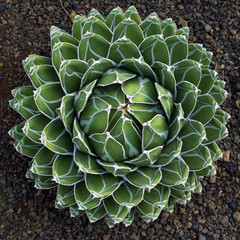 round cactus / succulent plant - natural pattern / floral patter