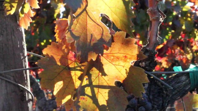 Cinematic pan of autumn grape leaves / Cinematic Pan of colorful grape leaves in the sun, season concept, Paso Robles, California  Royalty free stock video