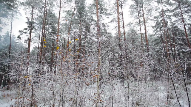 pine forest in winter and falling snow
