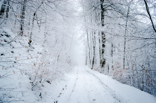 Fototapeta Foggy winter forest