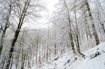Fototapeta na wymiar Foggy winter forest