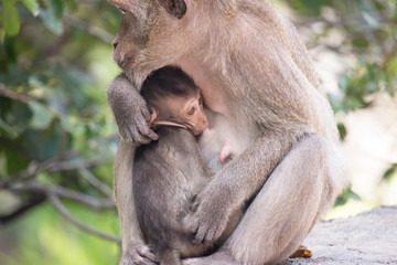 サルの親子の愛
