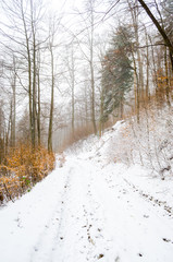 Foggy winter forest