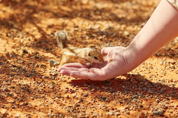 Chipmunk taking nut from a woman's hand