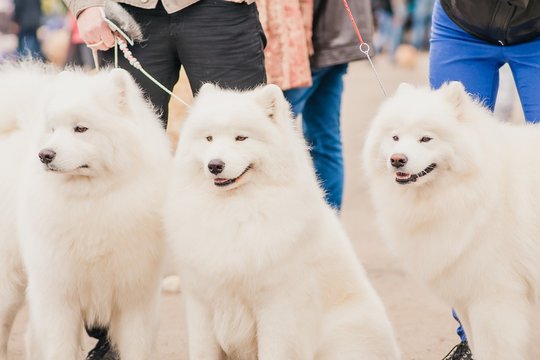 three dogs Samoyeds in exhibition