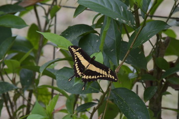 Die Schmetterlinge von Costa Rica entlang der Karibik
