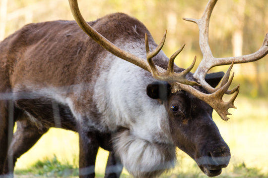 Caribou with big horns