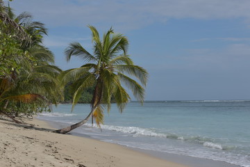 Obraz premium Der Nationalpark Cahuita an der Karibikküste von Costa Rica