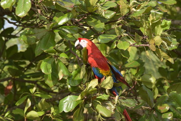 Die roten Aras von Herradura in Costa Rica