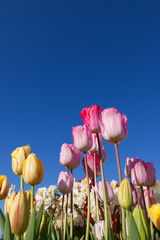 Obraz premium Spring Flowers