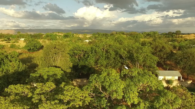 This is an aerial video of a drone flying over Hinche, Haiti with a large white crane bird sitting perched on a tree.