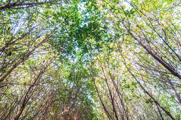 under view mangrove forest