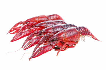 Crawfish
