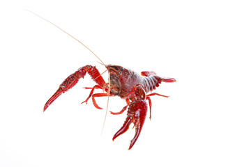 Crawfish