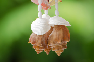 The seashells mobiles with colorful and the green background