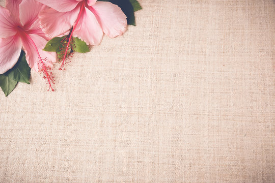Pink Hibiscus flowers on linen, copy space background, selective