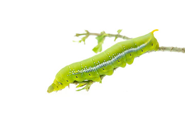 Macro green worm on the tree branch isolated on white