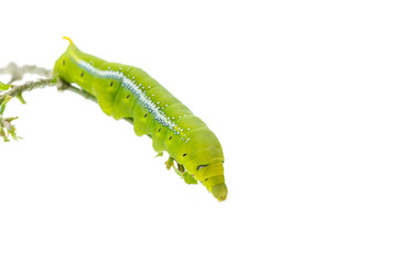 Macro green worm on the tree branch isolated on white