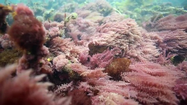 Purple seaweed moving with tidal current underwater at Goat Island marine reserve, New Zealand