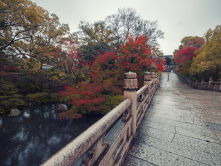 Fototapeta premium maple autumn set