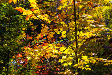 Fall Forest Foliage