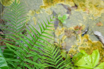 Hot spring and crystal pool in the south of Krabi
