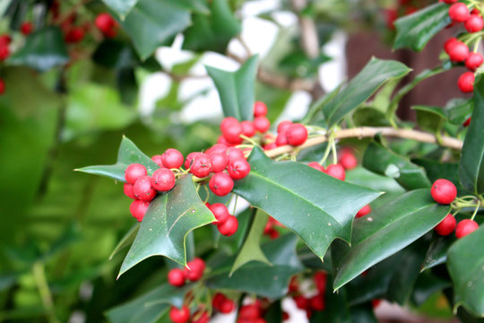 Holly tree