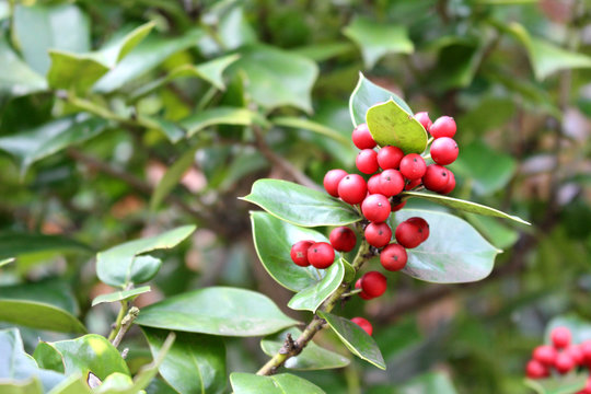 Holly tree
