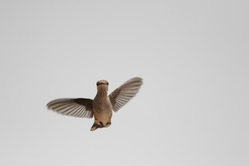 Hummingbird in flight light background isolation 2