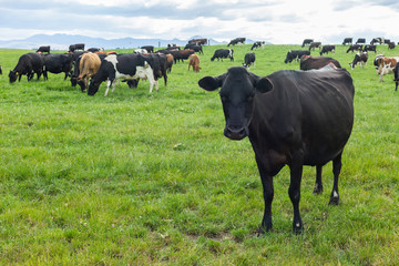 Cows grazing on a green meadow