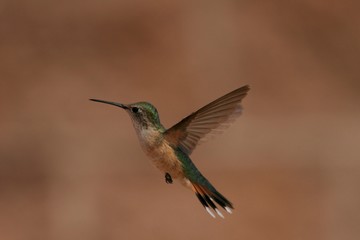 Fototapeta na wymiar Hummingbird in flight red background isolation 6