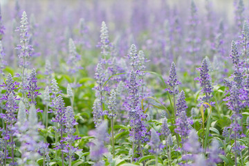 Obraz premium Closed up of violet flower. Blur and Selective focus.