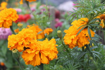 Цветок с яркими желтыми лепестками