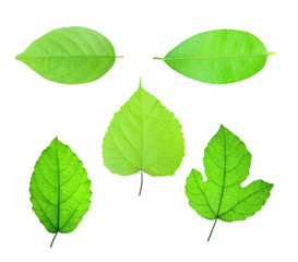 Obraz premium Green Leaf on white background