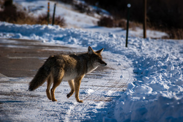 Coyote Crossing the Road
Estes Park, Colorado