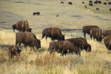 Herd of buffalo (bison) grazing in Lamar Valley, Yellowstone National Park, Wyoming.