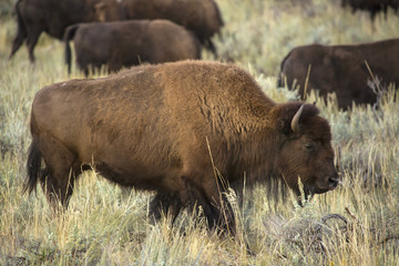 Bison grazing among sagebrush in Lamar Valley, Yellowstone National Park, Wyoming.