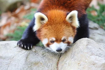 Crédence de cuisine en verre imprimé Panda Red panda bear (Ailurus fulgens)  
