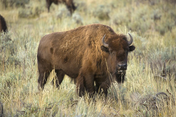 Bison grazing alone, with grass in mouth, Yellowstone National Park, Wyoming.