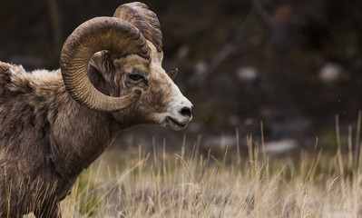 Big Horn Sheep in the Seculed Nature of Banff National park