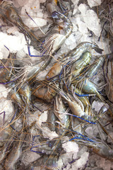 Blue legged Prawns