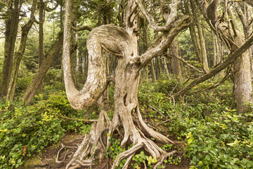 Wild Pacific Trail Ent