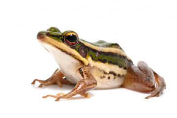 green frog (green paddy frog) on white background