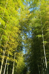 Fototapeta premium 竹林